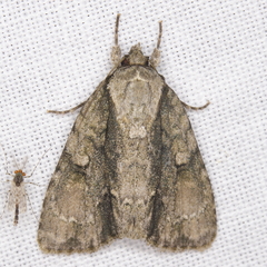 Acronicta connecta