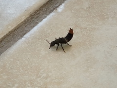 Platydracus incognitus