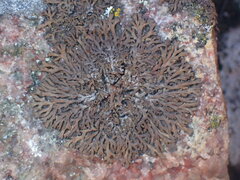 Anaptychia runcinata