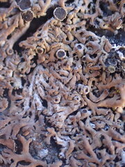 Anaptychia runcinata