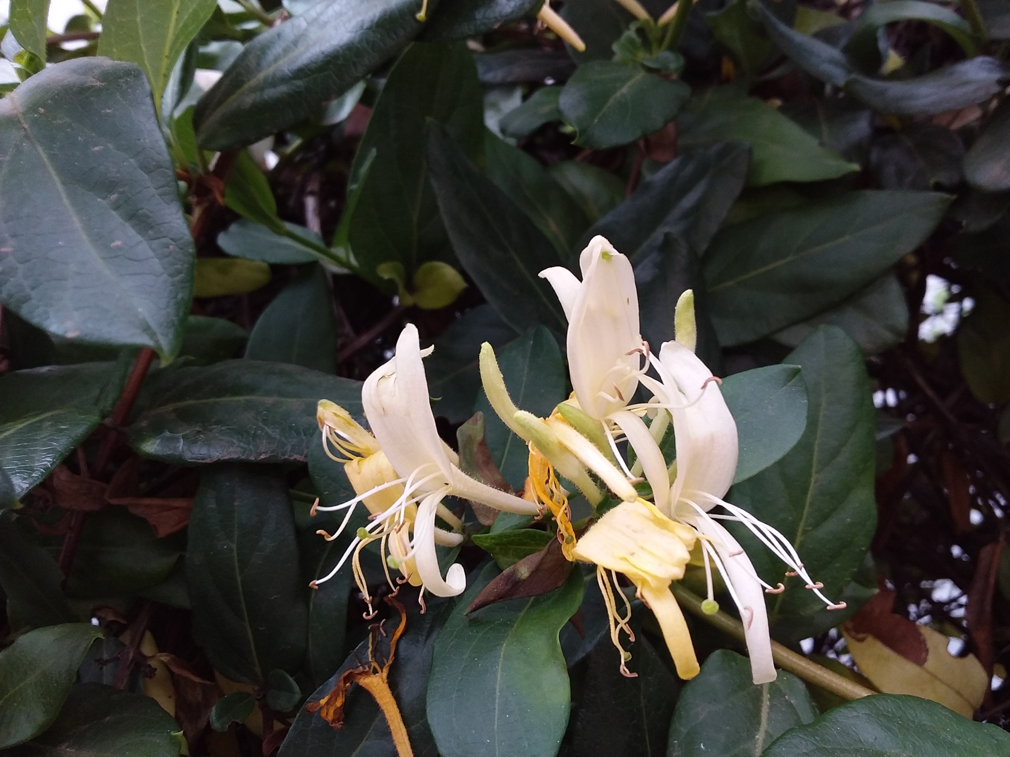 Lonicera japonica