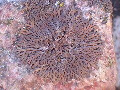 Anaptychia runcinata