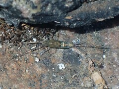 Petrobius brevistylis