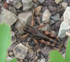 Melanoplus stupefactus