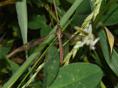 Tipula fulvipennis