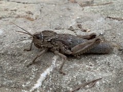 Acinipe galvagnii