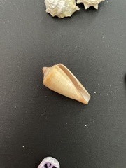 Conus furvus