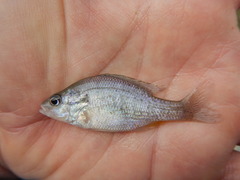 Lepomis humilis