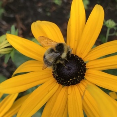 Bombus