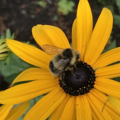 Bombus