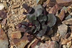 Senecio soldanella