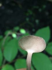 Helvella macropus
