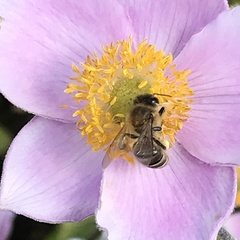 Apis mellifera