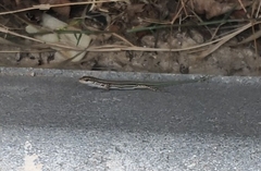 Podarcis virescens