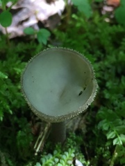 Helvella macropus
