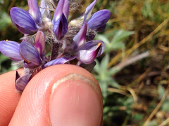 Lupinus breweri
