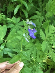 Campanula rhomboidalis