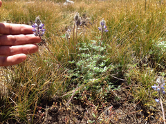 Lupinus breweri