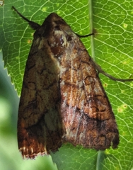 Pyrrhia exprimens