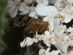 Tephritis matricariae