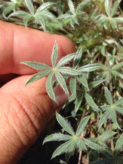 Lupinus breweri