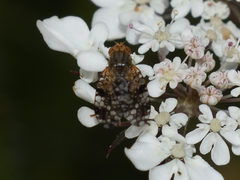 Tephritis matricariae