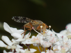 Tephritis matricariae