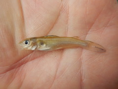 Ictalurus