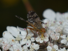 Tephritis matricariae