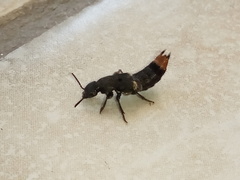 Platydracus incognitus