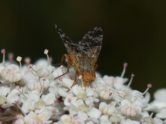 Tephritis matricariae