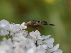 Tephritis matricariae