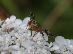 Tephritis matricariae