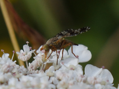 Tephritis matricariae