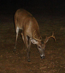 Odocoileus virginianus