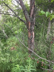 Betula papyrifera kenaica