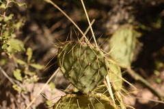 Opuntia chisosensis