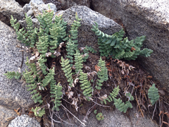Pellaea bridgesii