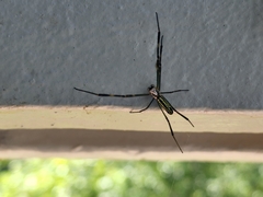 Trichonephila clavata