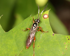 Cratichneumon w-album