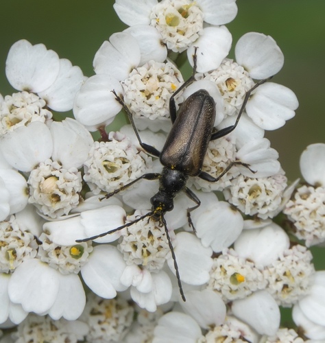 Gnathacmaeops pratensis photo 4