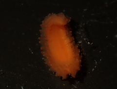 Clavisyllis alternata