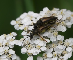 Lepturobosca nigrolineata