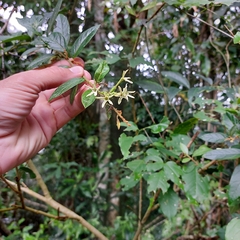 Cestrum strigilatum