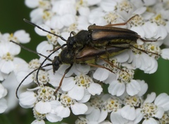 Lepturobosca nigrolineata