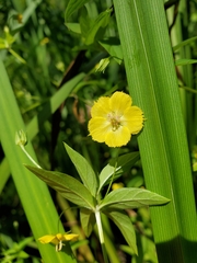 Lysimachia hybrida