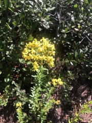 Hypericum cistifolium