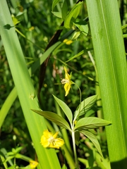 Lysimachia hybrida