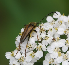 Lepturobosca nigrolineata