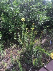 Hypericum cistifolium